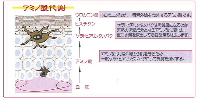 アミノ酸代謝